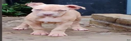 Staffordshire Bull Terrier dogs for sale: XL Bully - Ad 2