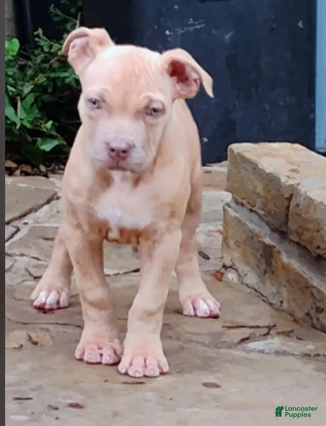Staffordshire Bull Terrier dogs for sale: XL Bully - Ad 2