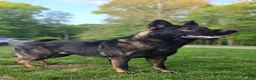 German Shepherd dogs for sale: German Shepherd Puppy 1 - Ad 4