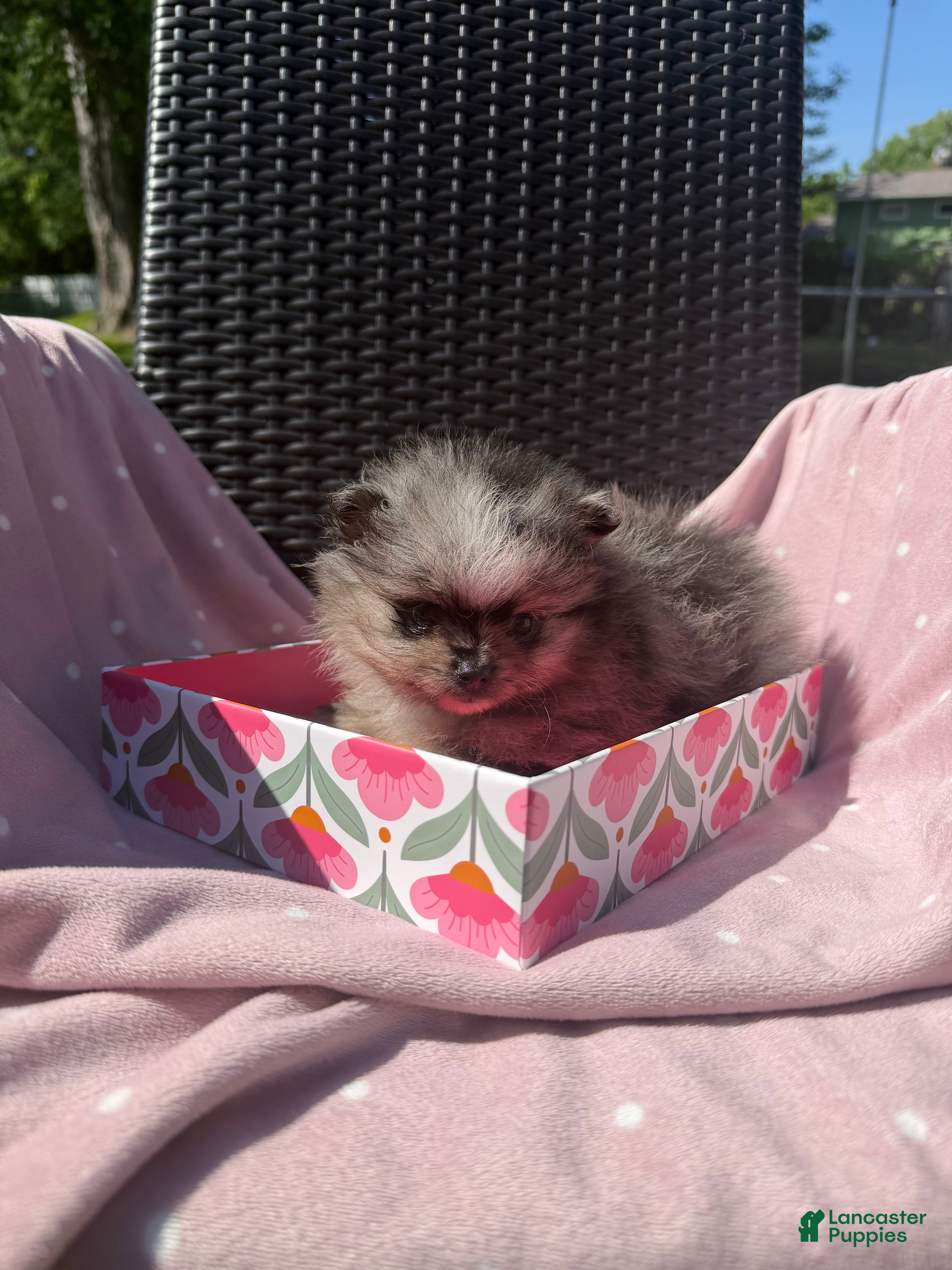 Pomeranian dogs Geppetto - Ad 2