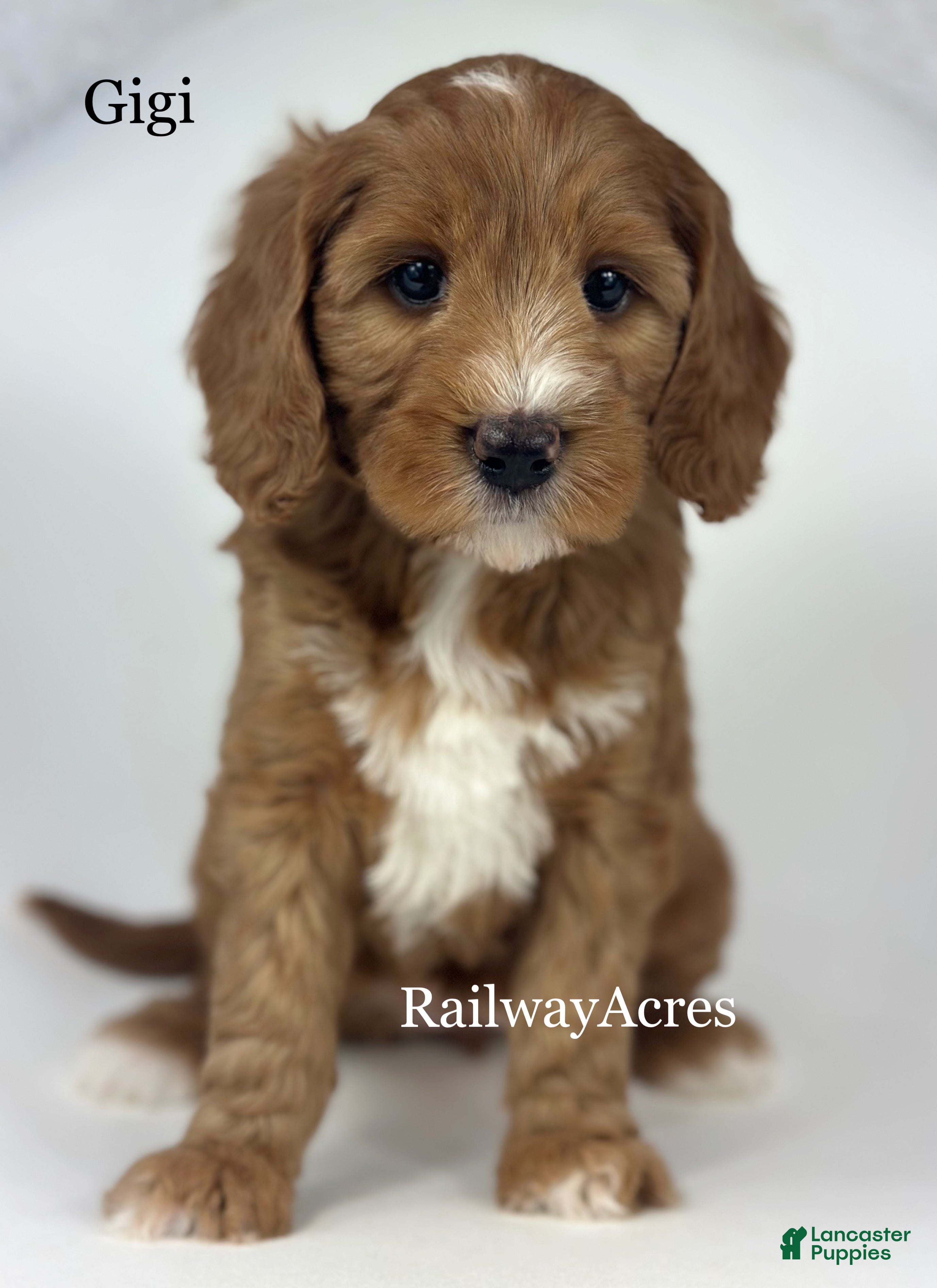 Mini Goldendoodle dogs Gigi - Ad 39
