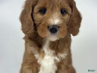Mini Goldendoodle dogs Gigi - Ad 39