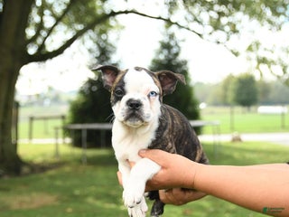 Boston Terrier dogs - Ad 39