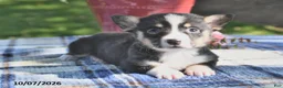 Welsh Corgi Pembroke dogs for sale: Cinnamon - Ad 4