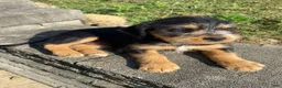 Mixed Breed dogs for sale: Teddy - Ad 4