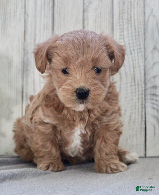 Maltipoo dogs Mia - Ad 2