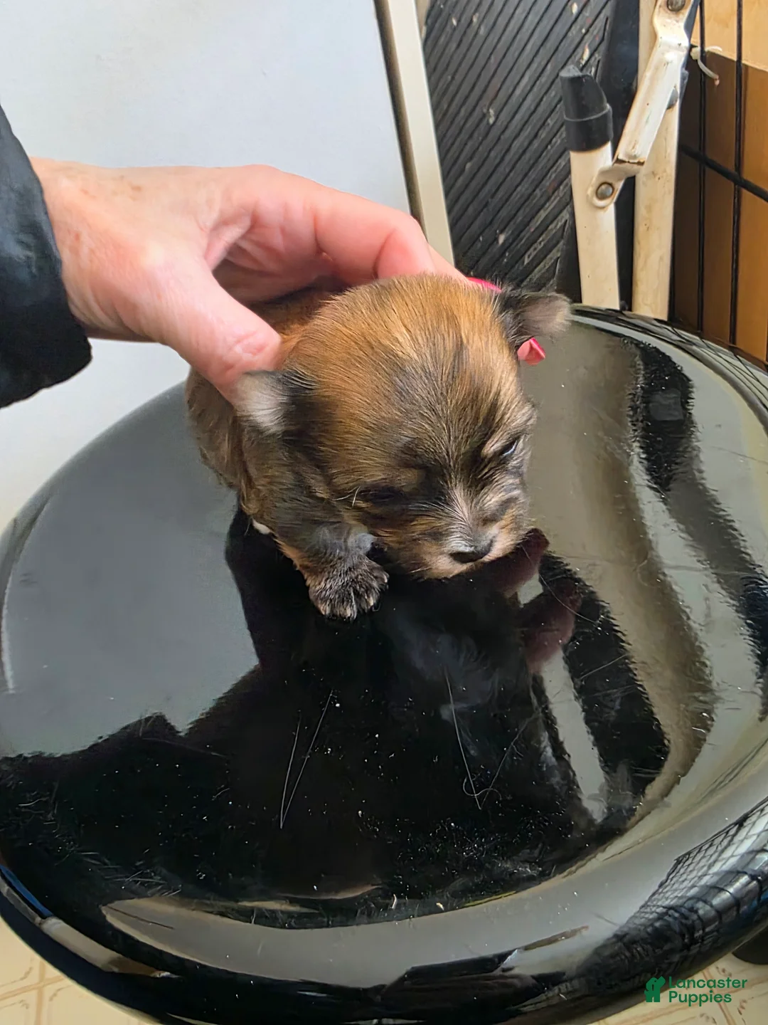 Morkie dogs for sale: Morkie Puppy 2 - Ad 1