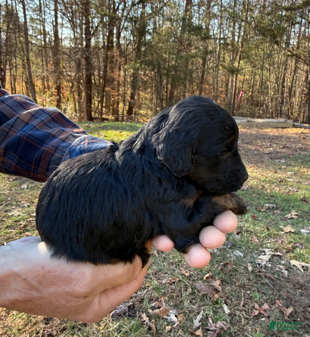 Goldendoodle dogs for sale: Goldendoodle Puppy 5 - Ad 5