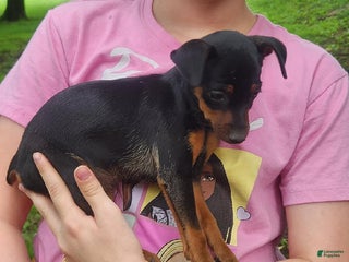 Miniature Pinscher dogs - Ad 15