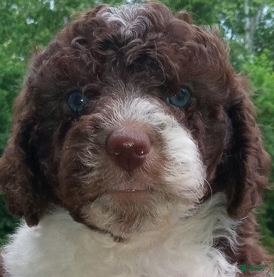Cockapoo dogs "Rooster"  Cock-a-Doodle-Do Male Pup - Ad 19