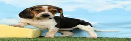 Beagle dogs for sale: Kayla - Ad 4