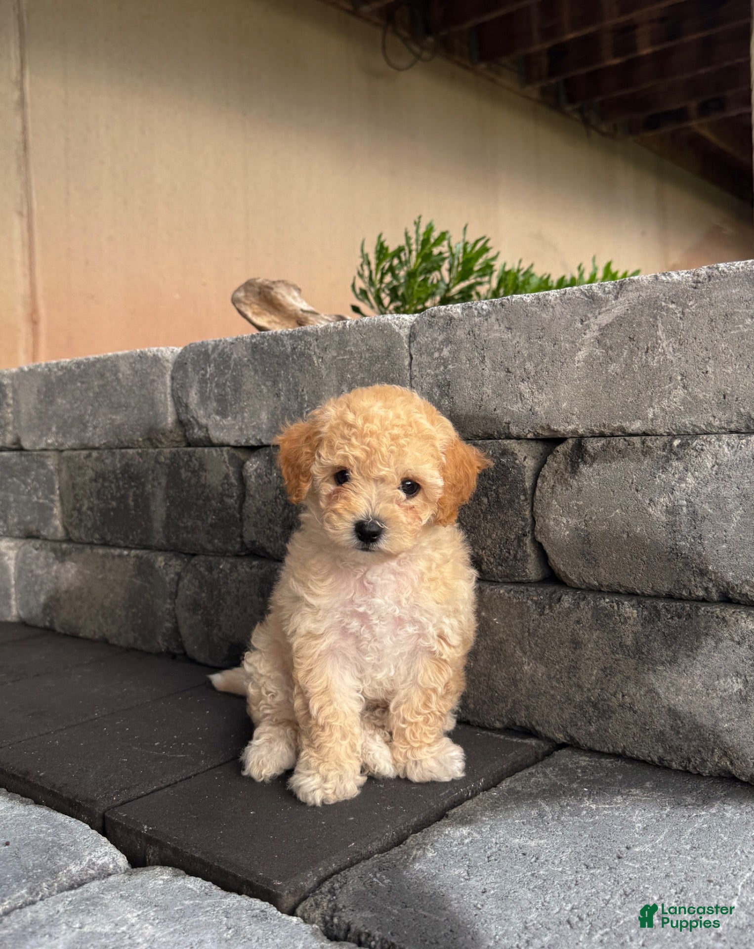 Bichpoo dogs Rainy - Ad 1