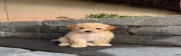 Bichpoo dogs for sale: Rainy - Ad 1