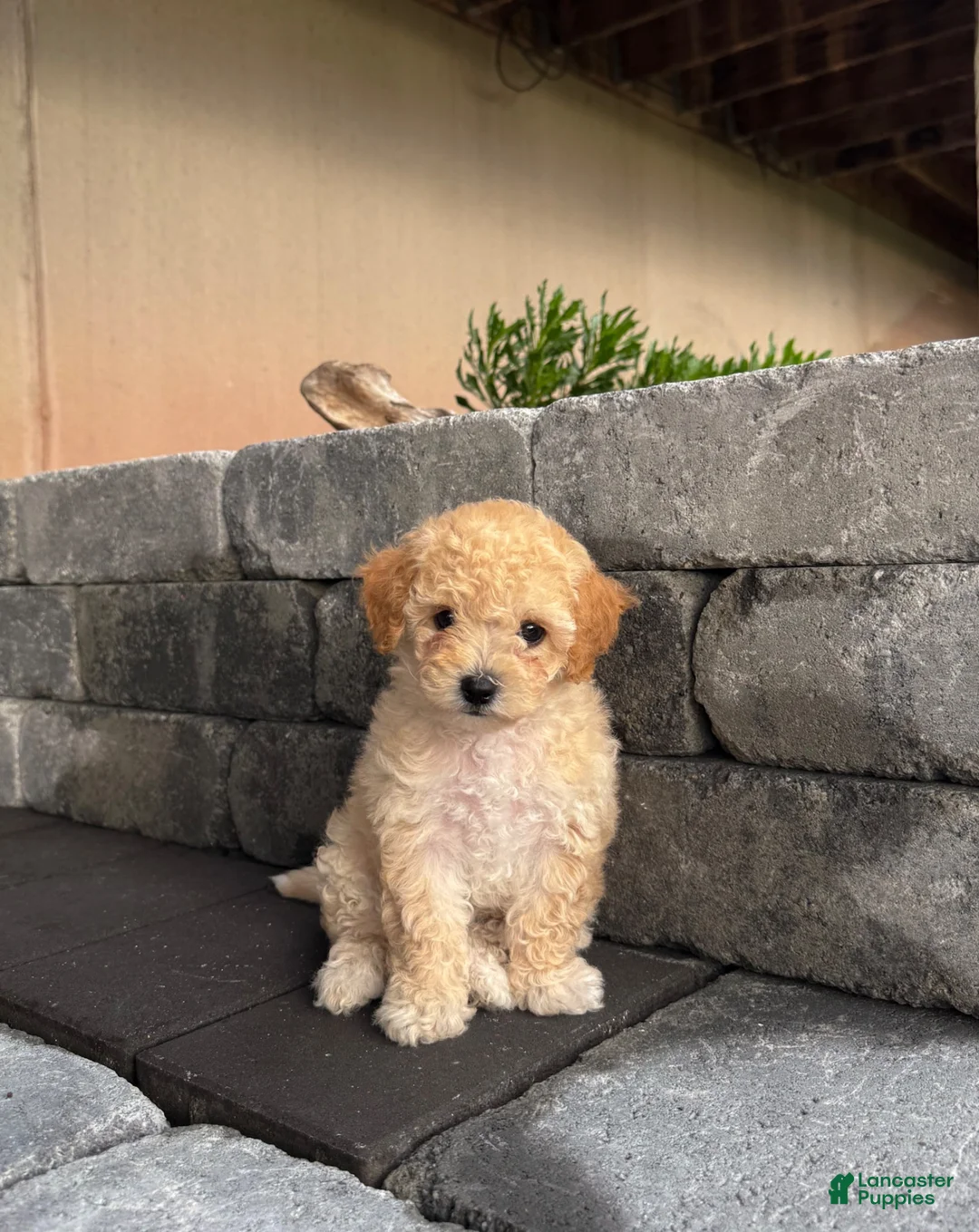 Bichpoo dogs for sale: Rainy - Ad 1
