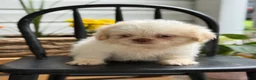 Shih Tzu dogs for sale: Jack - Ad 14