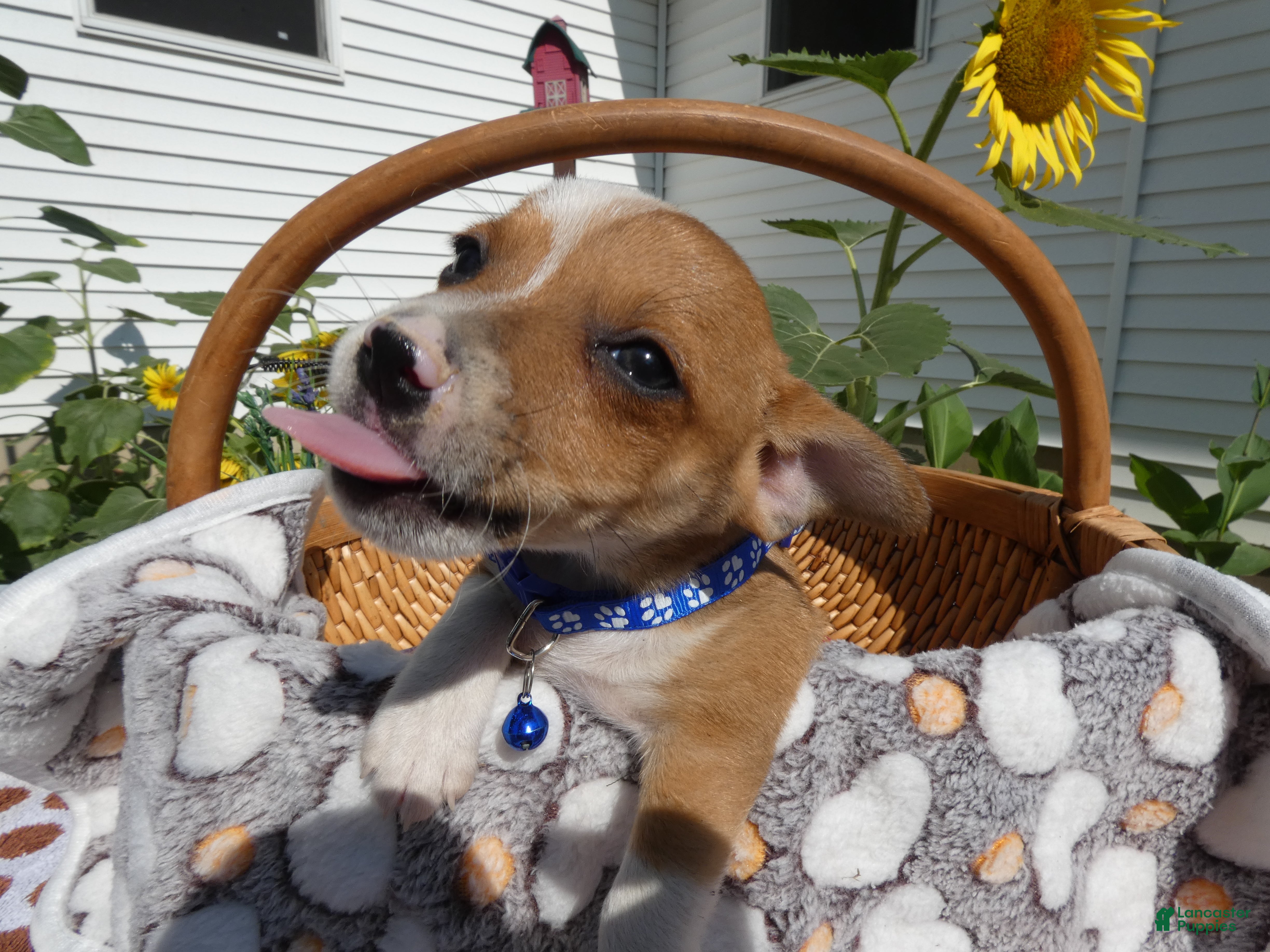 Jack Chi dogs for sale: Jack Chi 1 Tony - Ad 4