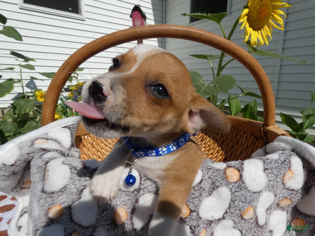 Jack Chi dogs for sale: Jack Chi 1 Tony - Ad 1