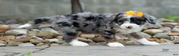 Mini Bernedoodle dogs for sale: 🐾 Percy 🐾 - Ad 13