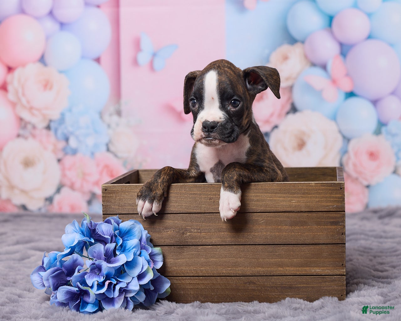 Boxer dogs Tyson - Ad 1