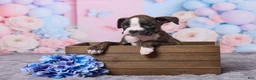 Boxer dogs for sale: Tyson - Ad 1