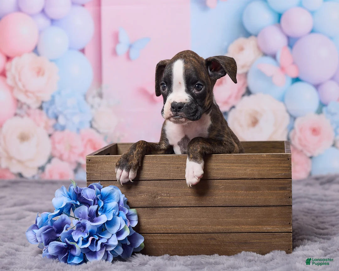 Boxer dogs for sale: Tyson - Ad 1