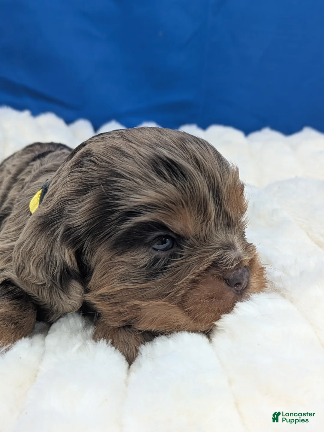 Cavalier King Charles Spaniel dogs for sale: Whiskey  - Ad 15