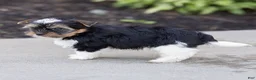Biewer Terrier dogs for sale: Benjie Biewer Terrier  - Ad 5