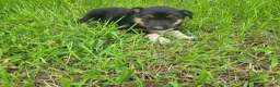 Mixed Breed dogs for sale: Stacy  - Ad 6