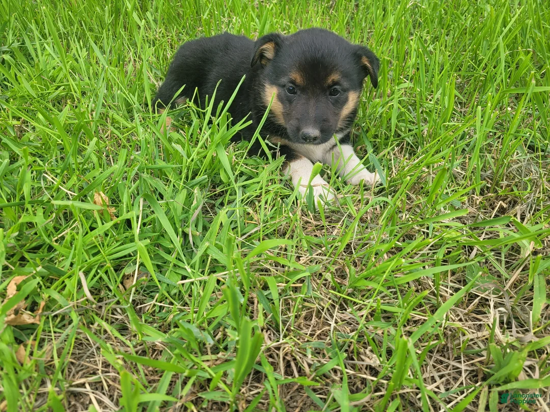 Mixed Breed dogs for sale: Stacy  - Ad 6