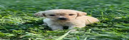 Goldendoodle dogs for sale: Goldendoodle 5 - Ad 8