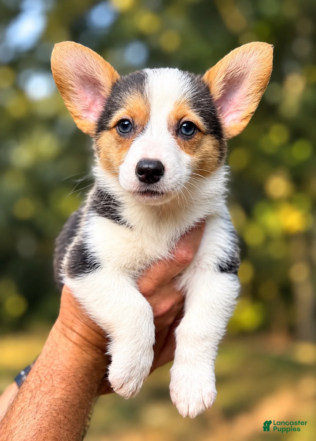 Mixed Breed dogs for sale: Hazel 🌰 - Ad 1