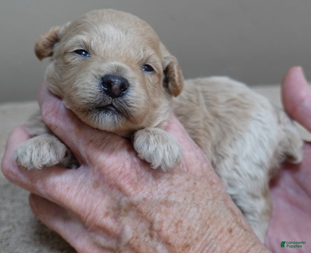 Toy Poodle dogs for sale: Ellie shimmering champagne - Ad 9