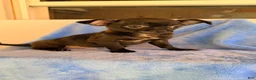 Chihuahua dogs for sale: Chihuahua 1 - Ad 3