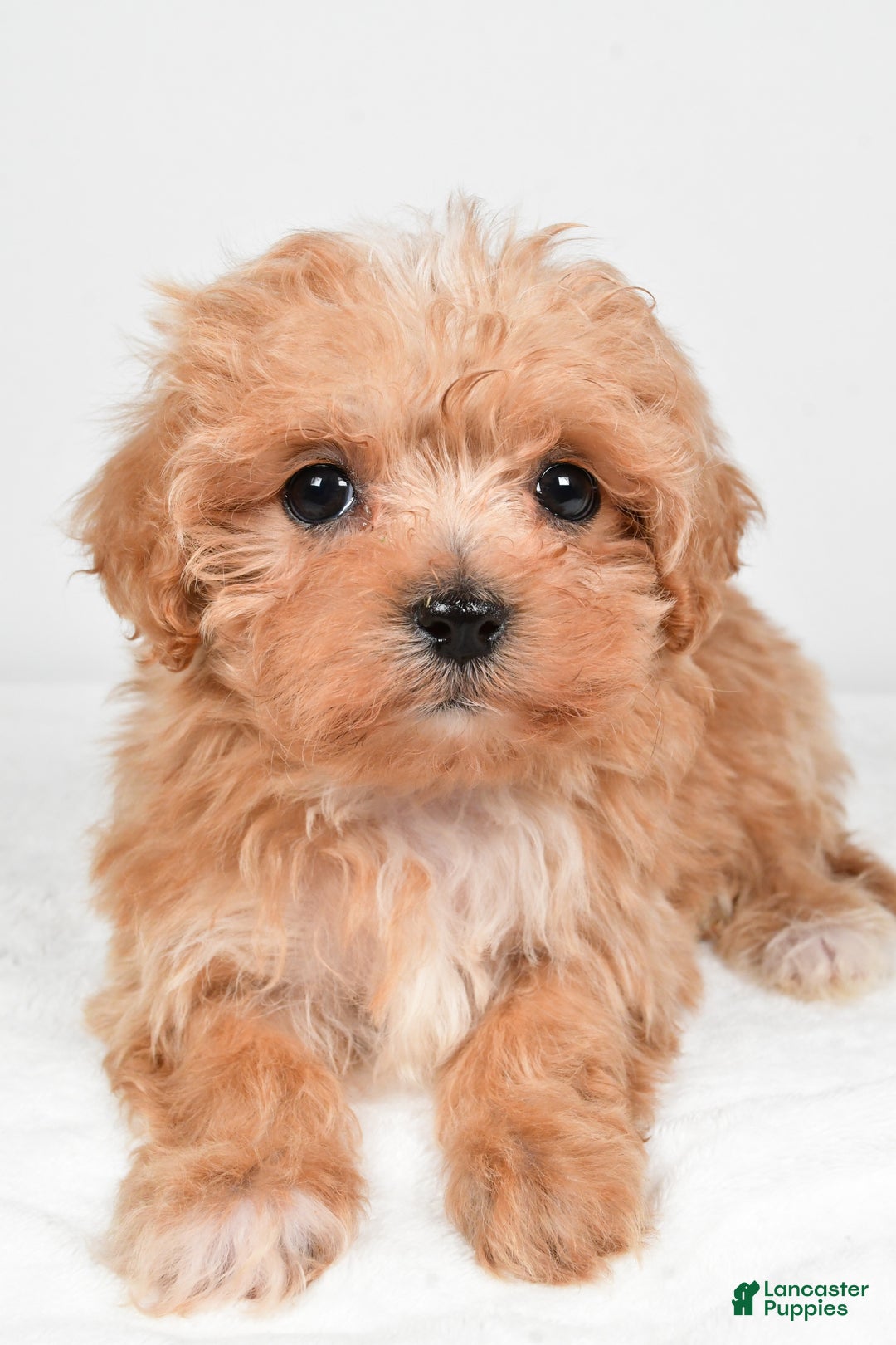 Maltipoo dogs for sale: Brittany - Ad 9