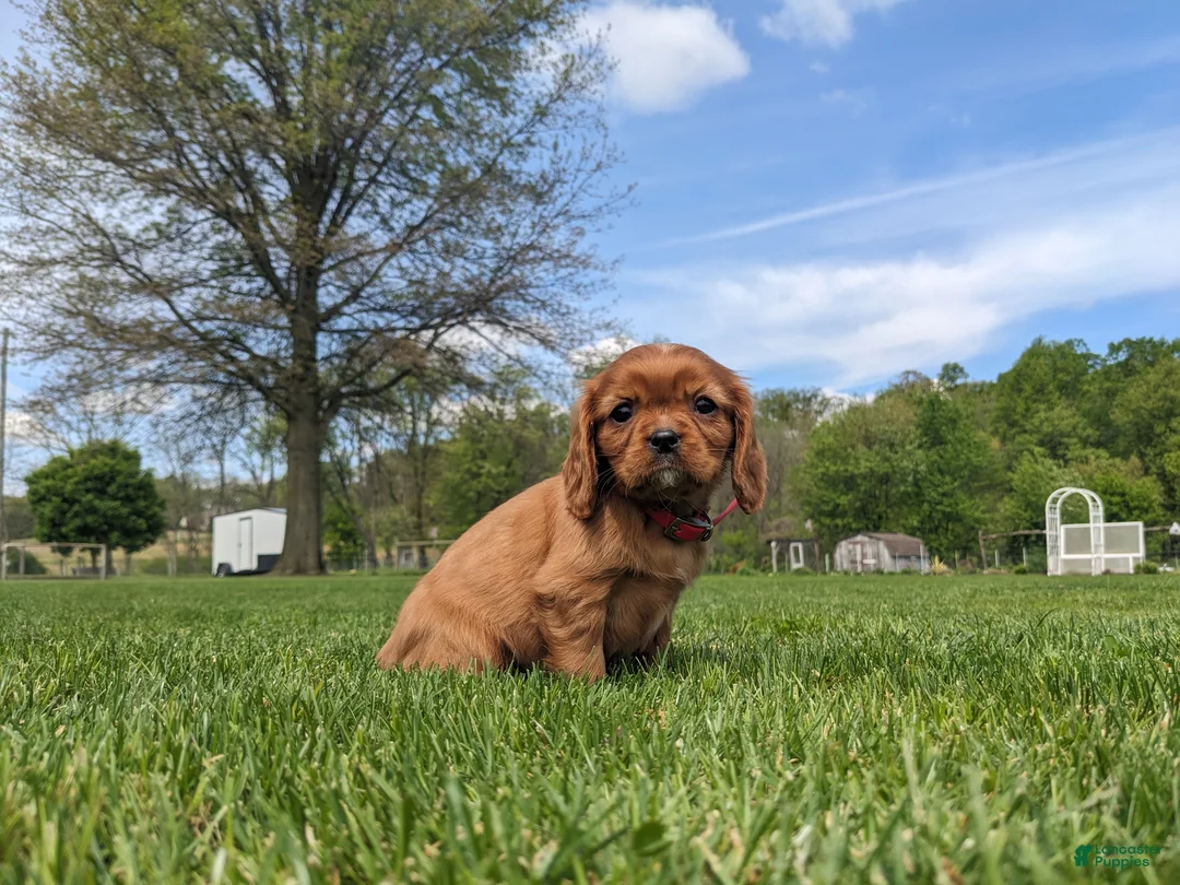 Cavalier King Charles Spaniel dogs for sale: Kallie  - Ad 8