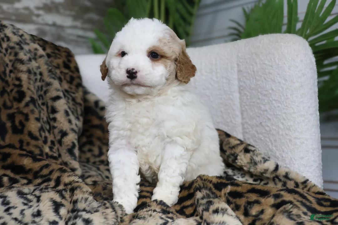 Mini Bernedoodle dogs for sale: DEXTER - Ad 1