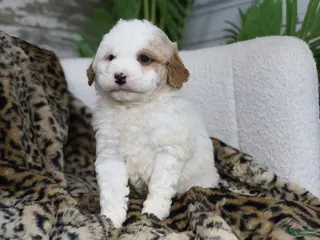 Mini Bernedoodle dogs DEXTER - Ad 19