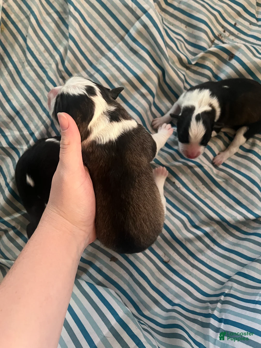 Mixed Breed dogs for sale: Female - Ad 1