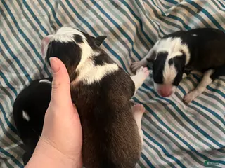 Mixed Breed dogs for sale: Female - Ad 2