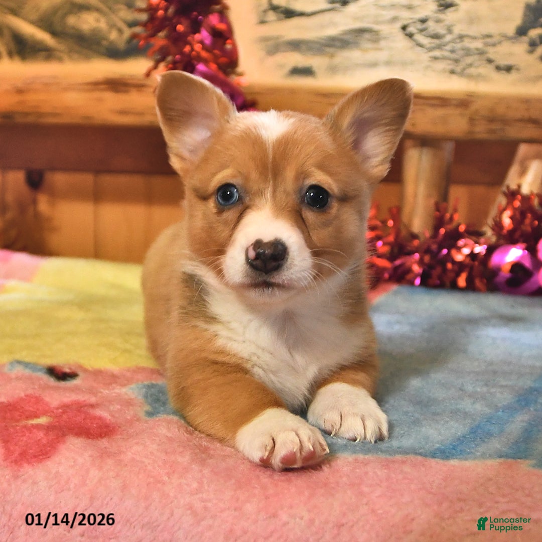 Welsh Corgi Pembroke dogs for sale: Sienna - Ad 1