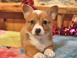 Welsh Corgi Pembroke dogs Sienna - Ad 33