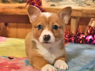 Welsh Corgi Pembroke dogs Sienna - Ad 30