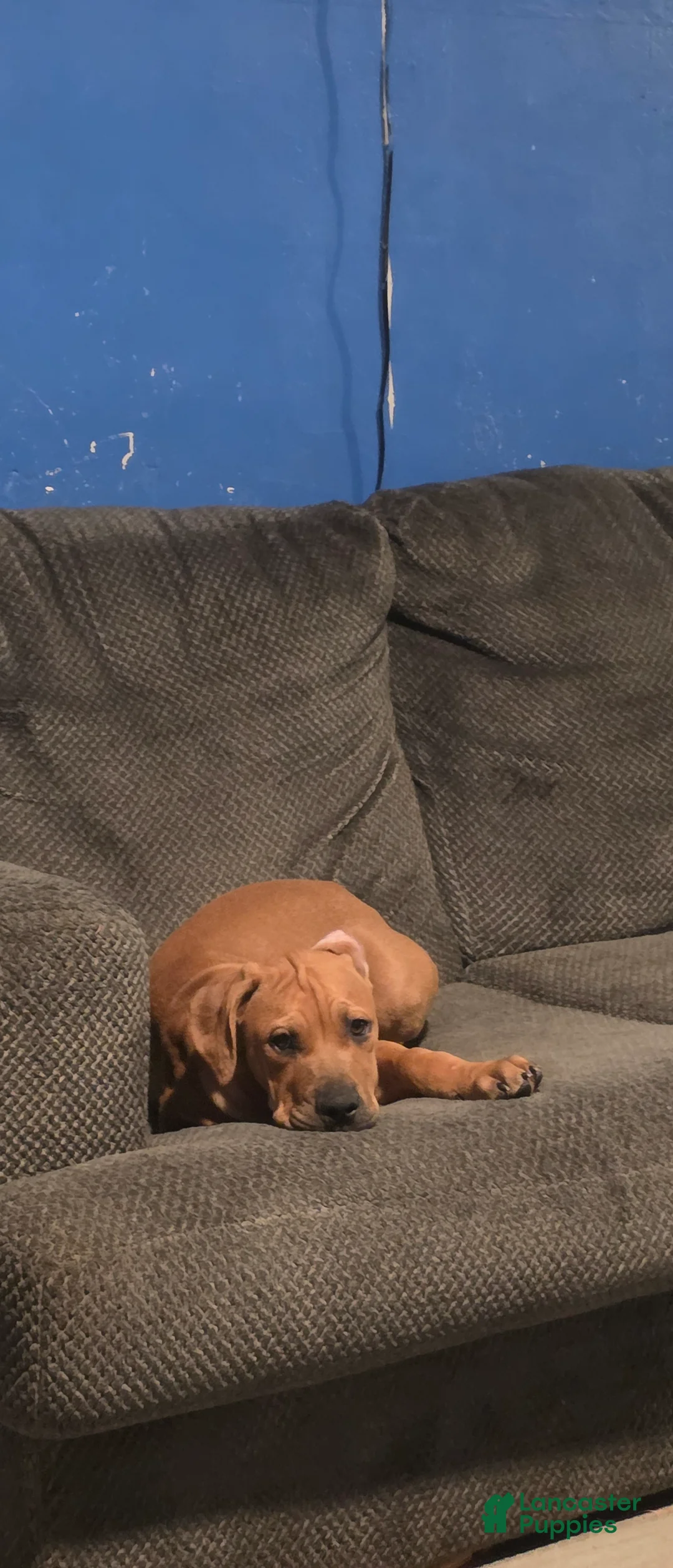 Cane Corso dogs for sale: Pete - Ad 2