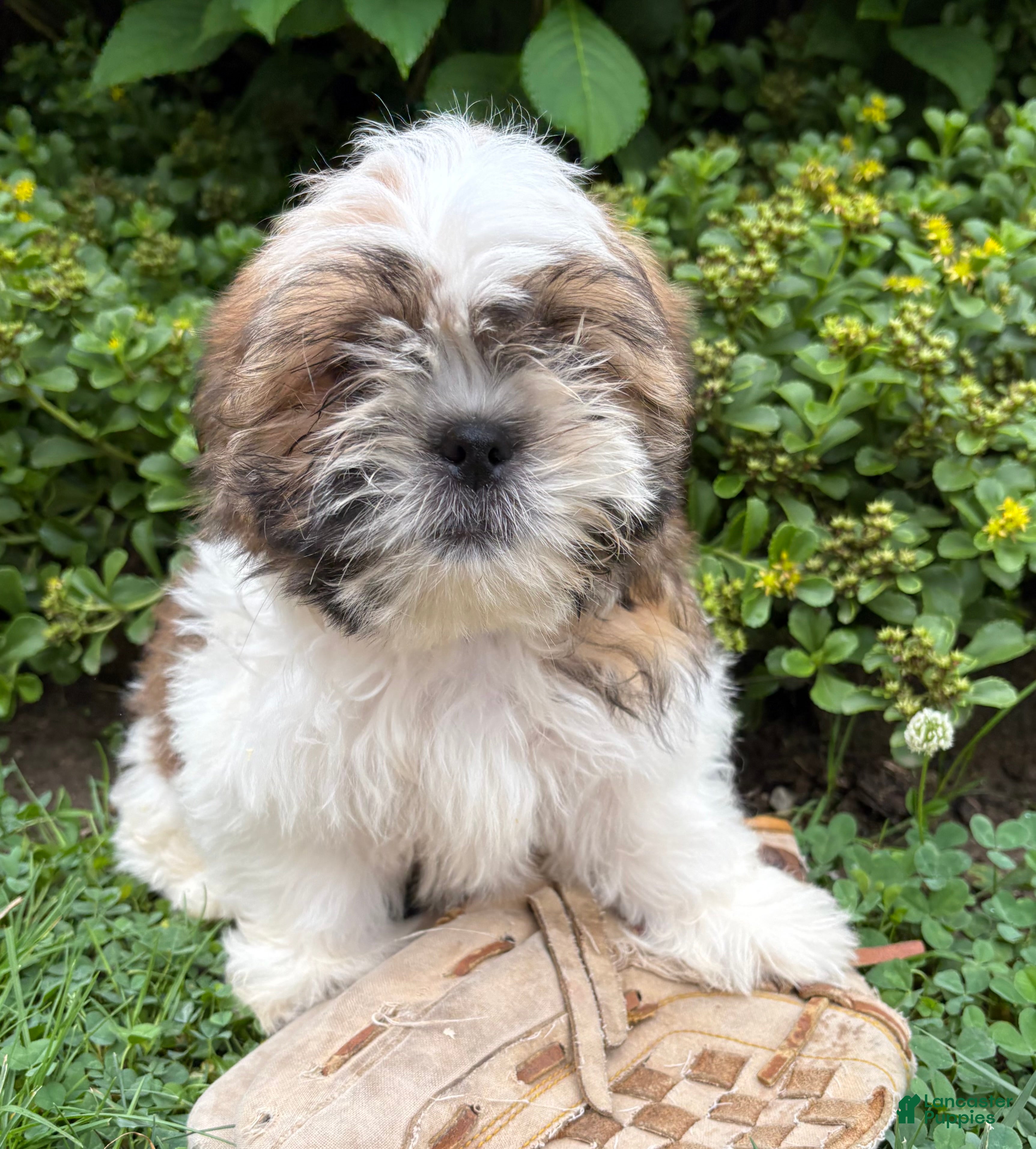Shih Tzu dogs Jinx - Ad 1