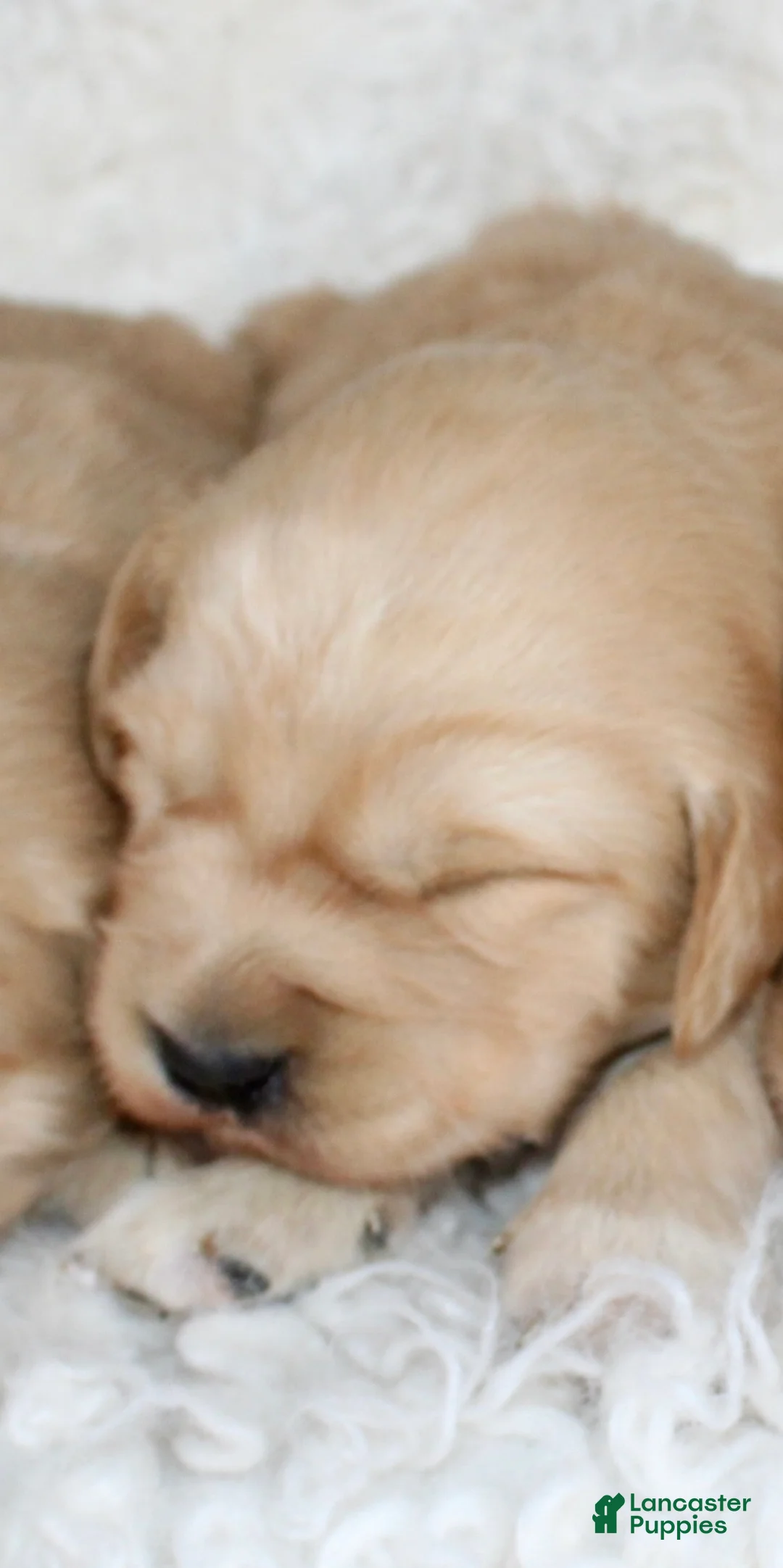 Golden Retriever dogs for sale: Golden Retriever Puppy Male 2 - Ad 7