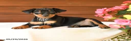 Miniature Pinscher dogs for sale: Charlie - Ad 4