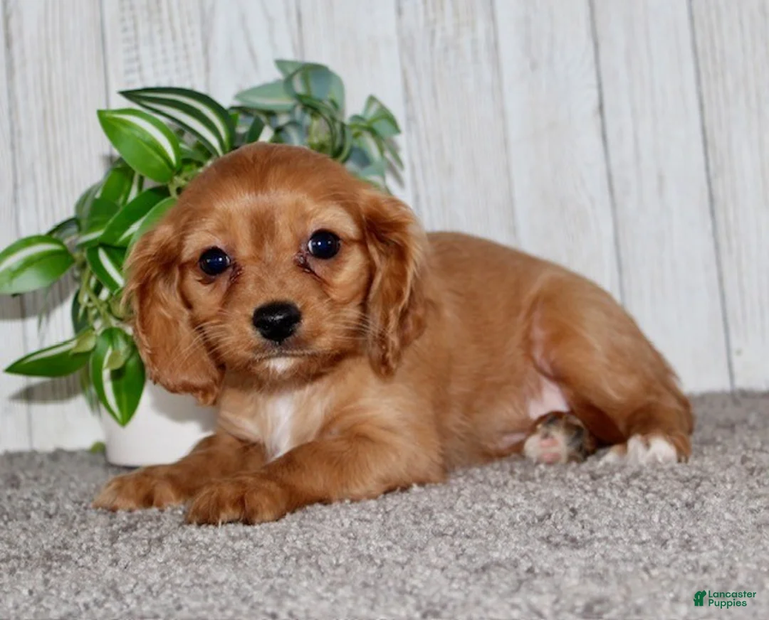 Cavapoo dogs for sale: Molly - Ad 3