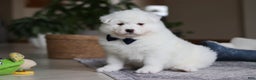 Samoyed dogs for sale: Alvin - Ad 2