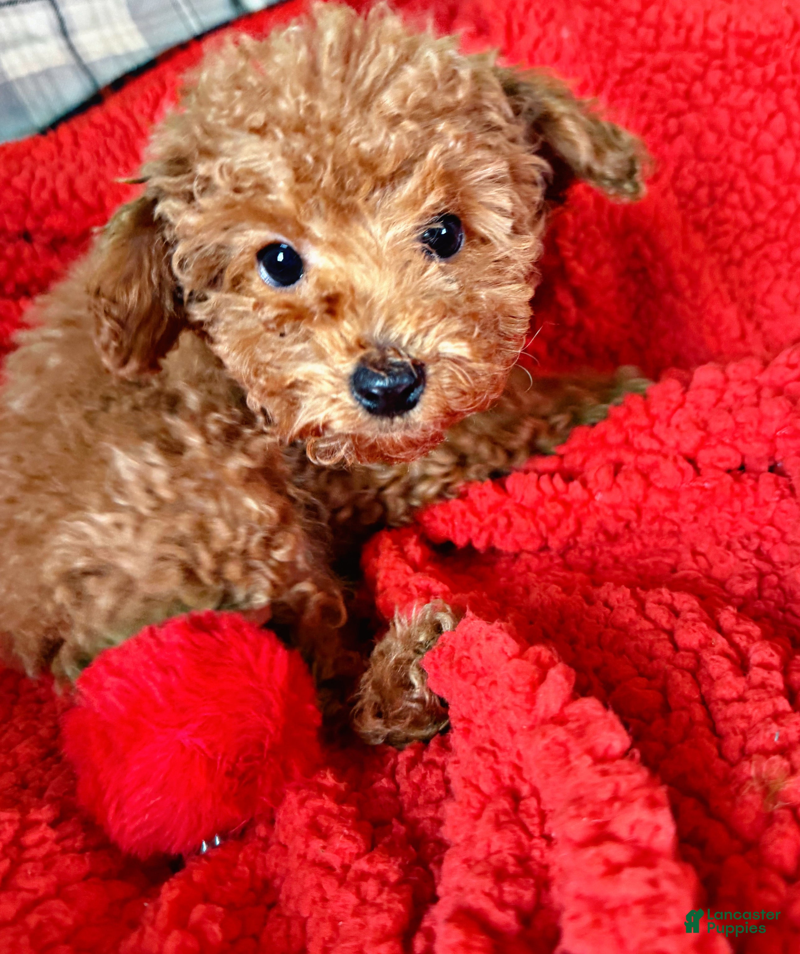 Toy Poodle dogs Violet - Ad 41