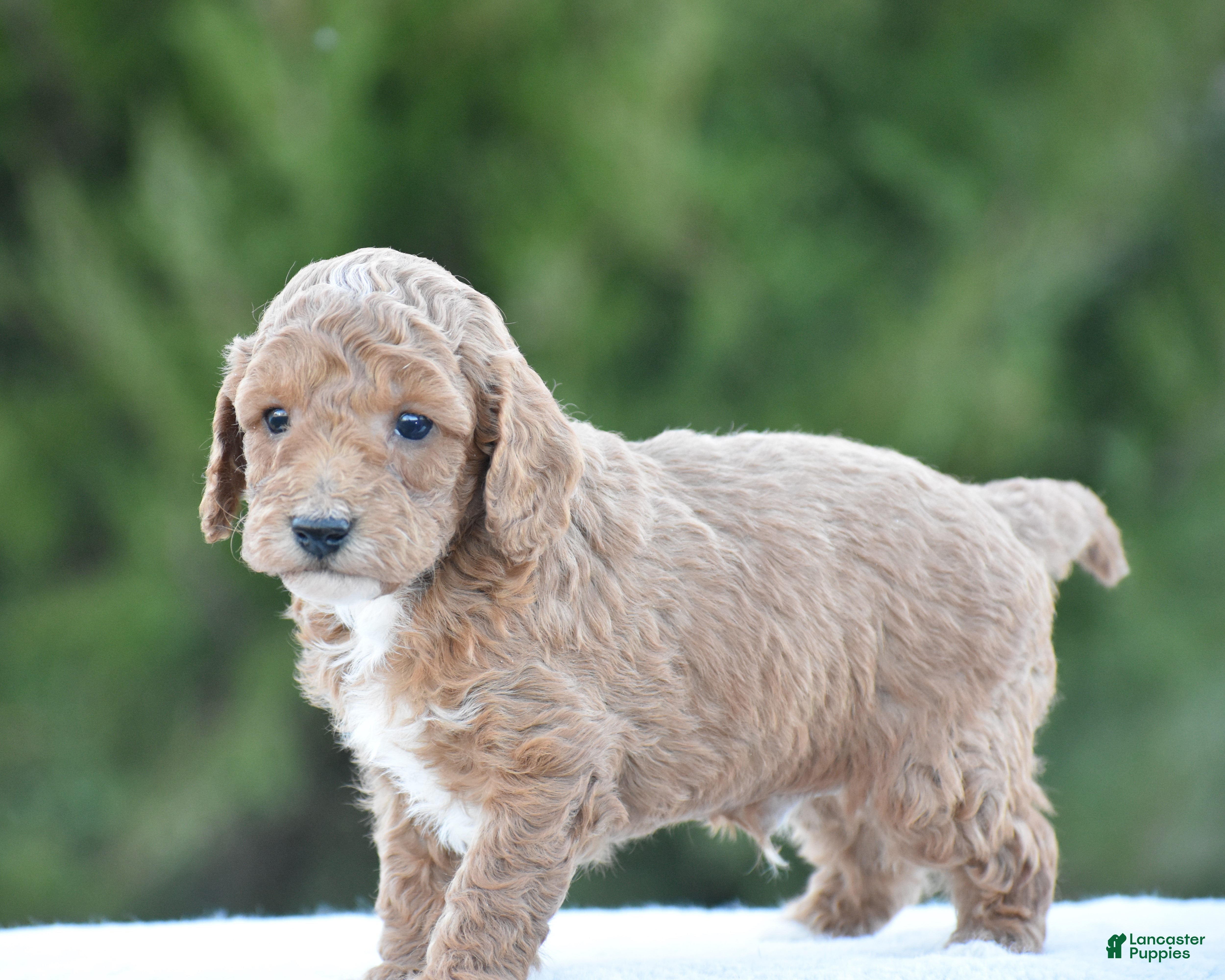 Miniature Poodle dogs Cookie - Ad 2